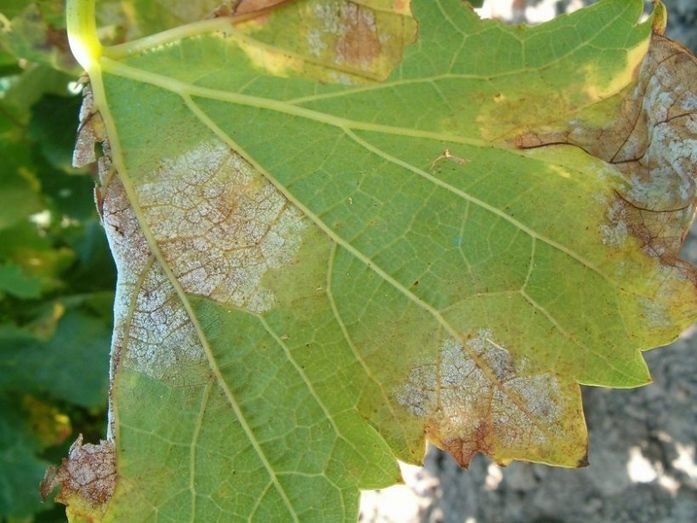 Aparecen las primeras manchas de mildiu en las vides onubenses