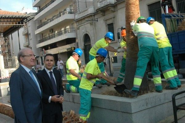 Catorce palmeras devolverán su imagen tradicional a la plaza de las Monjas