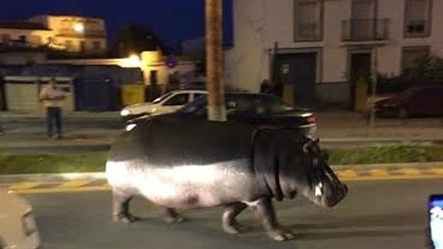 Un hipopótamo se escapa de un circo en Palos de la Frontera