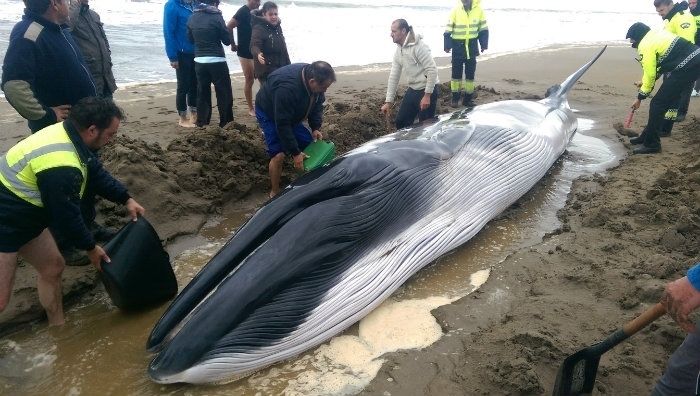 Muere la ballena varada en Punta del Moral pese a los intentos por ayudarla