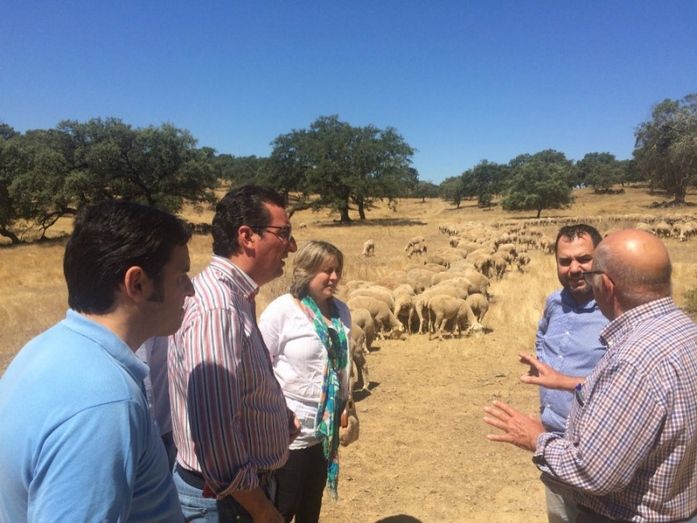 El PP destaca que “el Gobierno ha garantizado el 30% de las ayudas de la PAC para el campo andaluz”