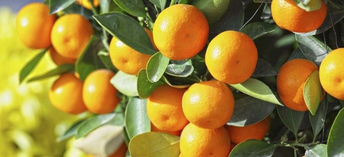 Expertos analizan en Huelva los retos en la contratación de trabajadores en el sector agrario