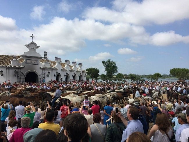 Unas 300.000 personas asisten a la Saca de las Yeguas en Almonte
