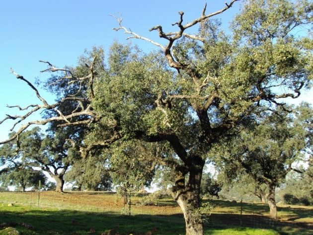 Asaja denuncia la destrucción de más de 10.000 hectáreas de dehesa en la provincia en los últimos diez años
