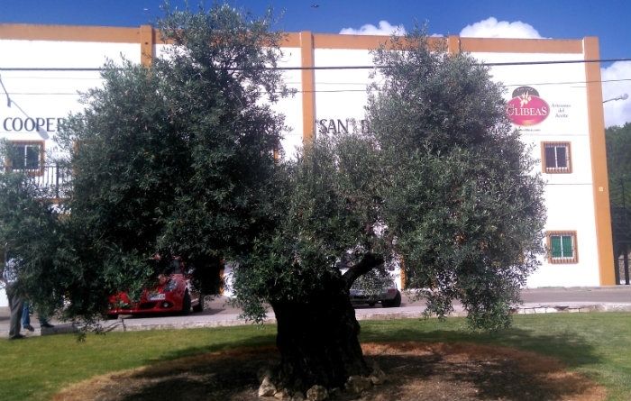 Olibeas, 75 años con la excelencia como razón de ser