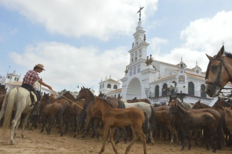 Tras la Saca, llega la Feria Ganadera de Almonte