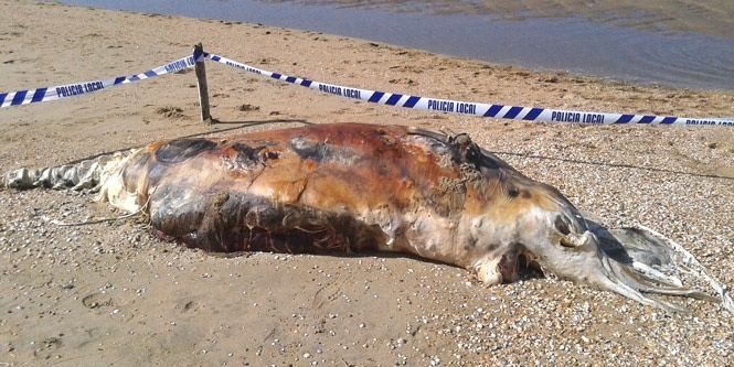 Hallado un cetáceo muerto y en estado de descomposición en Punta Umbría