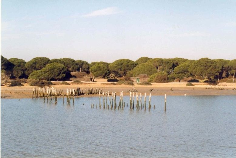 Ecologistas llaman a retomar en septiembre la campaña 'Salvemos Doñana', a favor de la preservación del espacio natural