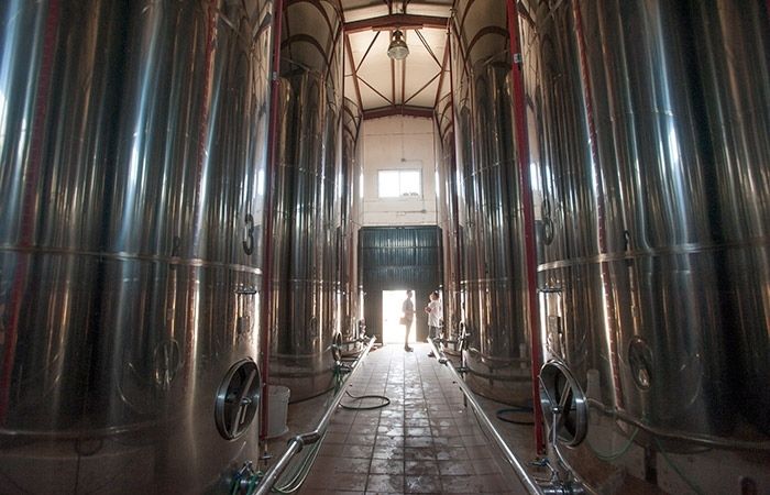 Candón, el virgen extra que en cada gota evoca el sabor intenso de la aceituna