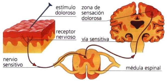 Fibriomialgia: qué es y cómo se trata