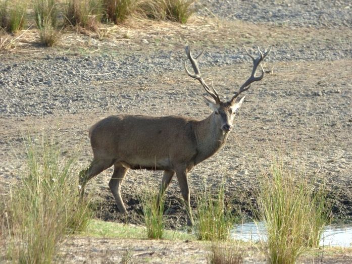 La fauna autóctona de la provincia y su hábitat protagonizan el documental 'Los últimos refugios'