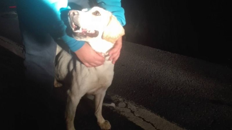 Buscan hogar para una perra abandonada en la autopista