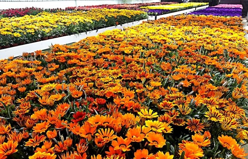 Diputación pone a disposición de los municipios 10.000 plantas de temporada para calles, parques y jardines 