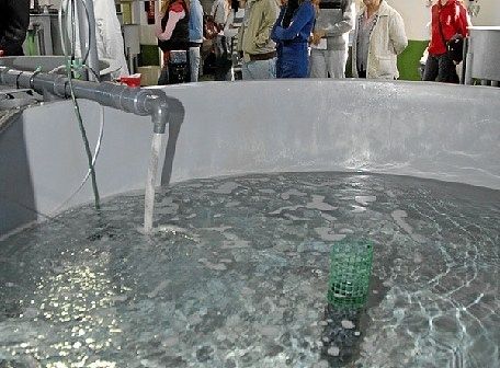 El Ifapa Agua del Pino evalúa aditivos en la alimentación de doradas y corvinas para reducir su estrés