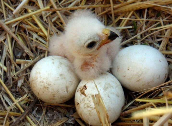 La Junta detecta nueve colonias de aguilucho cenizo en Doñana, El Condado y la Costa