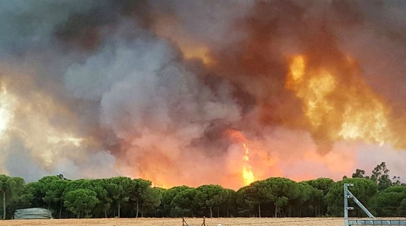 El viento hace incontrolable el incendio mientras avanza hacia Doñana