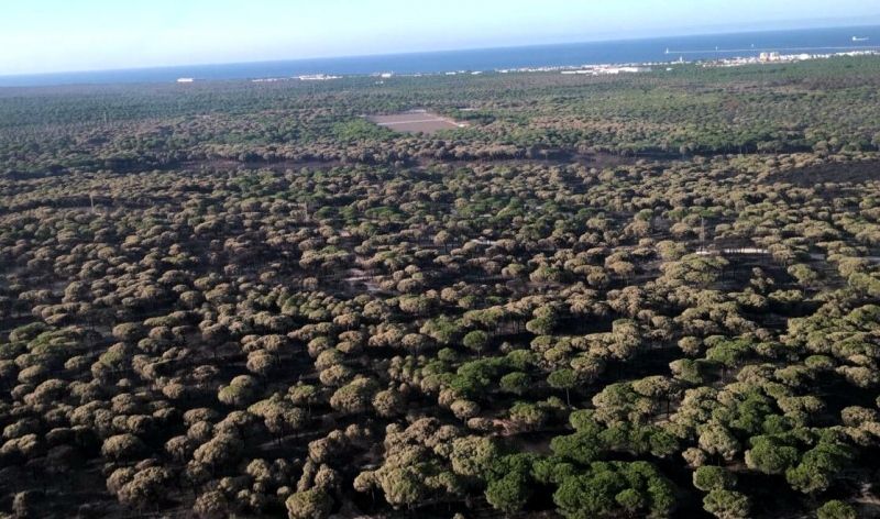 El incendio de Moguer, controlado
