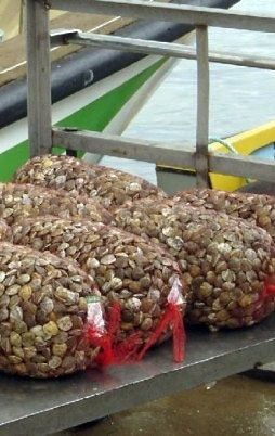 La Junta reabre el caladero de chirla del Golfo de Cádiz con una serie de medidas para garantizar su recuperación y conservación