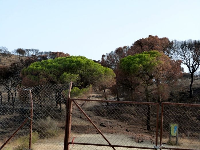 Comienzan este lunes las obras de emergencia para restaurar la zona quemada en el incendio de Moguer