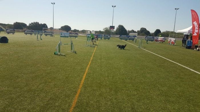 El Campeonato de España de Agility albergó a alrededor de 200 perros en Matalascañas