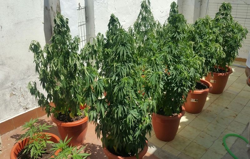Sorprenden a un vecino de Aracena con una plantación de marihuana cuando inspeccionaban una licencia de obras