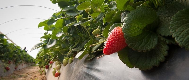 Fresas de Huelva para un corazón de mujer
