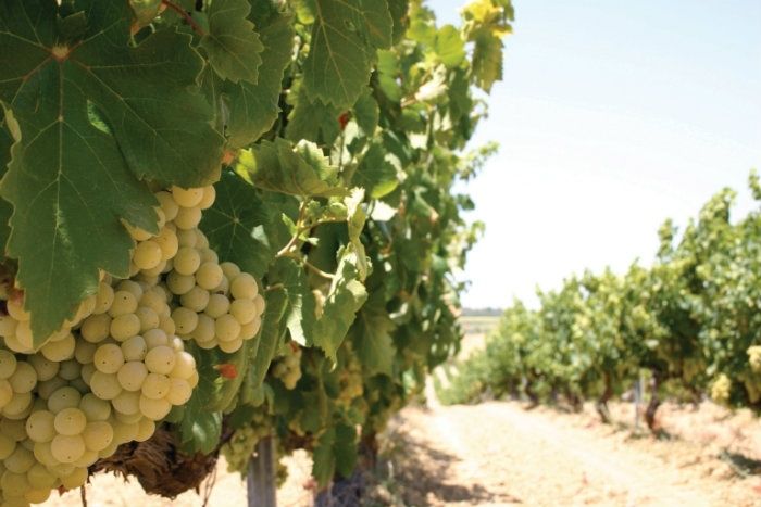 El Centro de Interpretación del Vino del Condado recibe a más de 4.000 visitantes este año