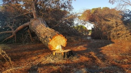 Ecologistas en Acción denuncia y solicita la paralización de la tala indiscriminada de pinos centenarios en Mazagón