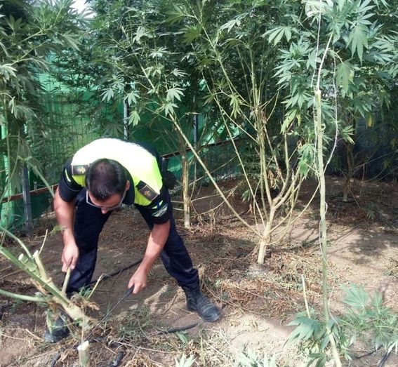 Desmantelan dos invernaderos con marihuana en Trigueros