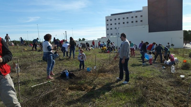 Nueva plantación de árboles voluntaria