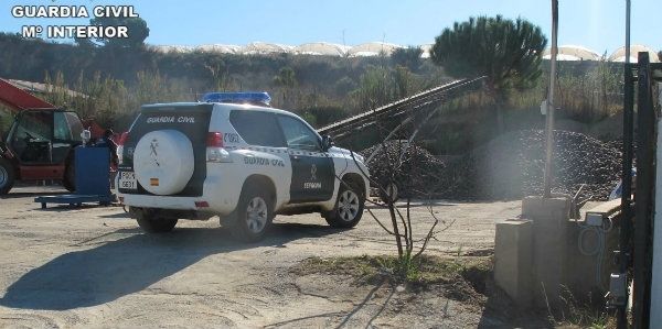 La Guardia Civil interviene en una empresa de Lepe 18.000 kilos de piñas de procedencia desconocida