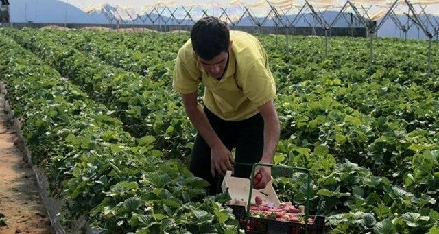Agricultores y empresarios recurren a la selección de mano de obra en países europeos para asegurar la recolección de frutos rojos