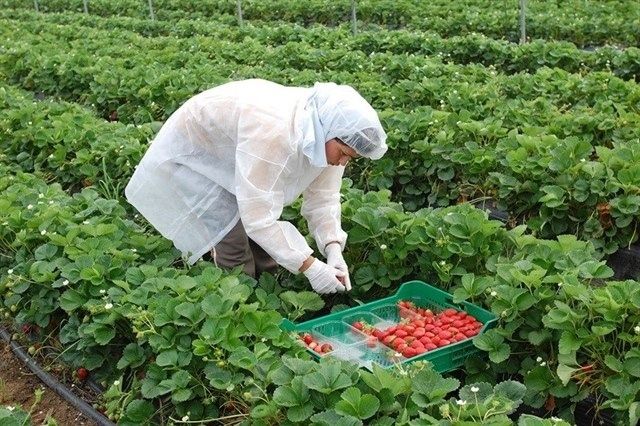 Autorizan 10.400 nuevos contratos de trabajadores en origen de Marruecos para recoger fresas y cítricos