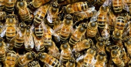 Demuestran que las abejas de la miel compiten con las salvajes por el mismo hábitat