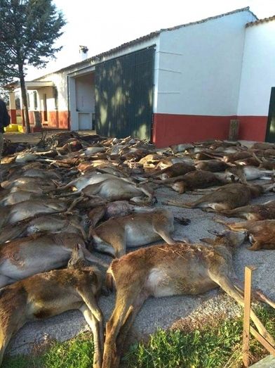 La Junta autoriza una nueva batida reducida de animales en zona del incendio de La Granada