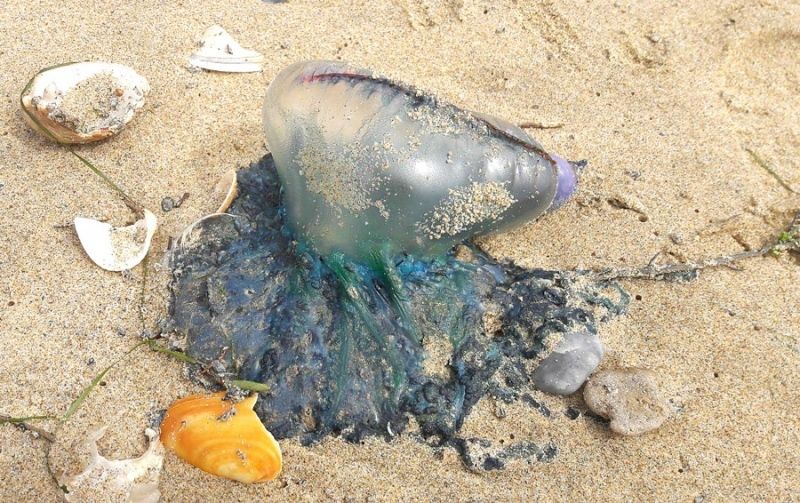La llegada de más de cien 'carabelas portuguesas', muy venenosas, obliga a cerrar parte de la playa de La Antilla
