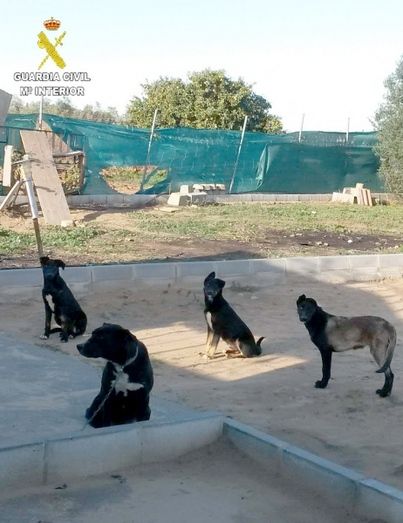 Localizados varios perros peligrosos que atacaban a personas y animales en Bollullos