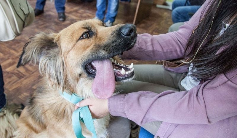 Más de 13.000 mascotas se incorporan en 2017 al Registro de Animales de Compañía, que ya suma 180.000 animales