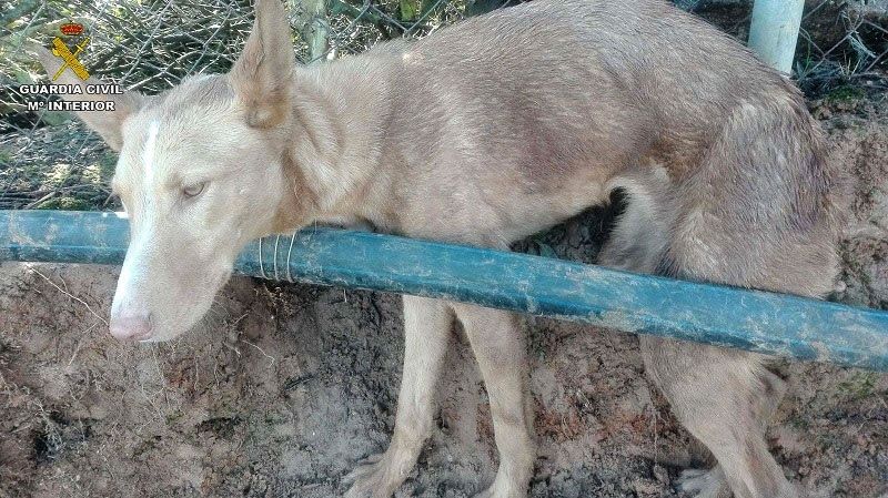 Investigado por maltrato animal y uso de artes de caza prohibidas en una finca de Punta Umbría
