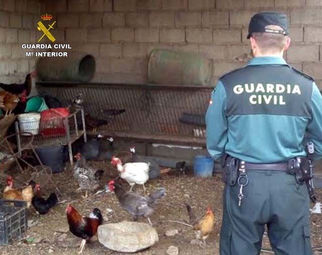 La Guardia Civil recupera 33 gallinas que habían sido robadas en dos fincas de Bonares