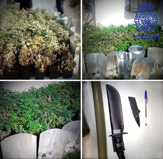 Desmantelan una plantación de marihuana tras pelearse sus dueños en la calle y avisar uno a la Policía