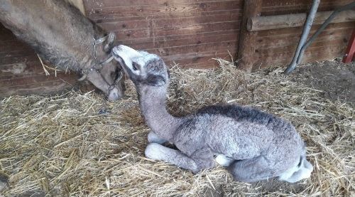 Nace un nuevo dromedario en el Parque Dunar de Doñana