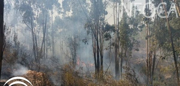 Declarado un incendio forestal en el paraje Puerto Blanco de Valverde del Camino