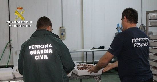 Intervenidos en Ayamonte 119 kilos de pulpo de origen desconocido