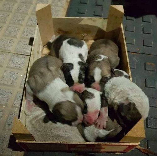 El runrún: Se busca 'asesino' de perros