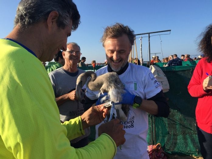 José Fiscal participa en el anillamiento de 383 pollos de flamenco en el Paraje Natural Marismas del Odiel