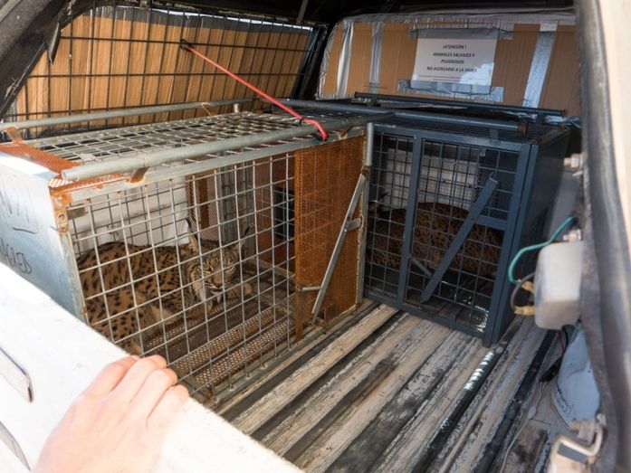 El centro de El Acebuche acoge a ocho de los linces evacuados por el incendio del Algarve