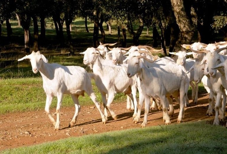 COAG Huelva denuncia que el precio de la leche de cabra ha caído un 50% desde 2015