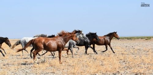300 yeguas llegarán a Hinojos para exponerse en la Feria del Ganado con motivo de las Fiestas Patronales