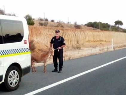 Buscan al dueño de una cabra que irrumpió en una carretera en La Antilla